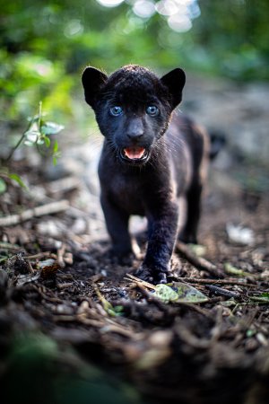 Элла и черный ягуар (Le dernier jaguar)