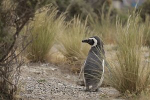 Мой пингвин (My Penguin Friend)