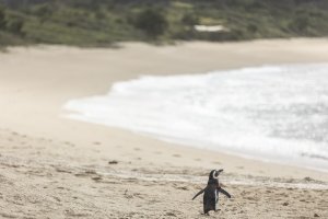 Мой пингвин (My Penguin Friend)