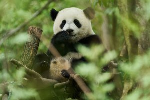 Моя панда (Moon le panda)